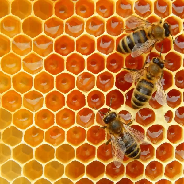 Bruce Burns Local Perthshire Honey